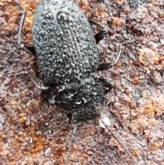 Adelium porcatum at Hawker, ACT - 17 Jul 2021 02:50 PM