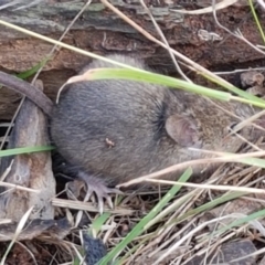 Mus musculus (House Mouse) at Hawker, ACT - 17 Jul 2021 by trevorpreston