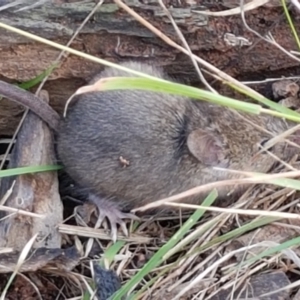 Mus musculus at Hawker, ACT - 17 Jul 2021 03:05 PM