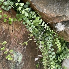 Asplenium flabellifolium (Necklace Fern) at Majura, ACT - 17 Jul 2021 by JaneR