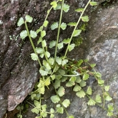 Asplenium flabellifolium at Majura, ACT - 17 Jul 2021