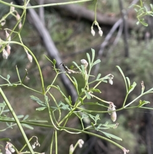 Clematis leptophylla at Majura, ACT - 17 Jul 2021