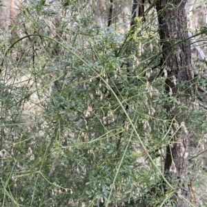 Clematis leptophylla at Majura, ACT - 17 Jul 2021 03:09 PM