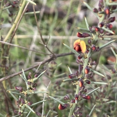 Daviesia genistifolia (Broom Bitter Pea) at Watson, ACT - 17 Jul 2021 by JaneR