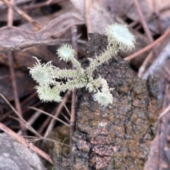 Usnea sp. (genus) (Bearded lichen) at Mount Majura - 17 Jul 2021 by JaneR