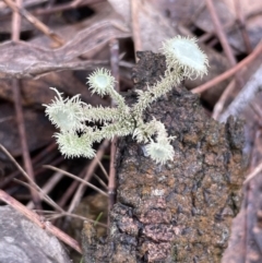 Usnea sp. (genus) (Bearded lichen) at Majura, ACT - 17 Jul 2021 by JaneR