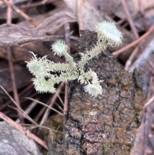 Usnea sp. (genus) at Majura, ACT - 17 Jul 2021 03:14 PM