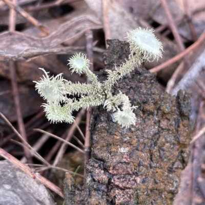 Usnea sp. (genus) (Bearded lichen) at Majura, ACT - 17 Jul 2021 by JaneR