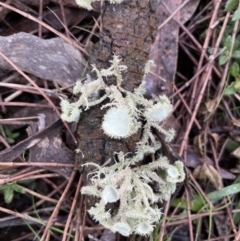 Usnea sp. (genus) at Majura, ACT - 17 Jul 2021 03:14 PM