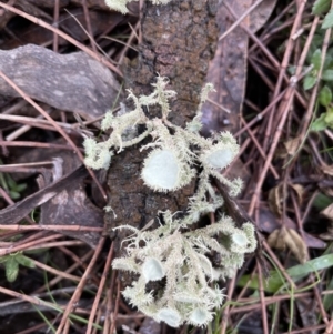 Usnea sp. (genus) at Majura, ACT - 17 Jul 2021 03:14 PM