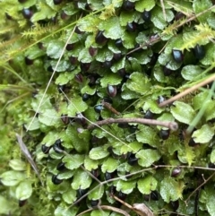 Targionia lorbeeriana at Majura, ACT - 17 Jul 2021