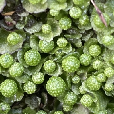 Asterella sp. (genus) (A liverwort) at Mount Majura - 17 Jul 2021 by JaneR