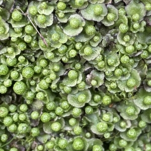 Asterella sp. (genus) at Majura, ACT - 17 Jul 2021