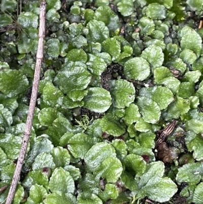 Targionia lorbeeriana (A liverwort) at Mount Majura - 17 Jul 2021 by JaneR