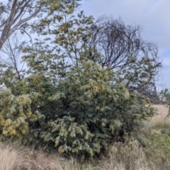 Acacia baileyana at Thurgoona, NSW - 17 Jul 2021 09:54 AM