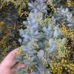 Acacia baileyana (Cootamundra Wattle, Golden Mimosa) at Thurgoona, NSW - 17 Jul 2021 by Darcy
