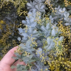 Acacia baileyana (Cootamundra Wattle, Golden Mimosa) at Albury - 16 Jul 2021 by Darcy