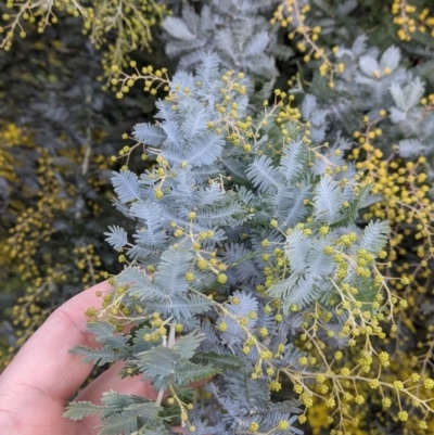 Acacia baileyana (Cootamundra Wattle, Golden Mimosa) at Thurgoona, NSW - 16 Jul 2021 by Darcy