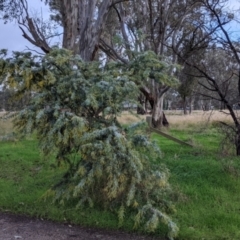 Acacia baileyana at Thurgoona, NSW - 17 Jul 2021
