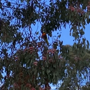 Trichoglossus moluccanus at Wanniassa, ACT - 15 Jul 2021