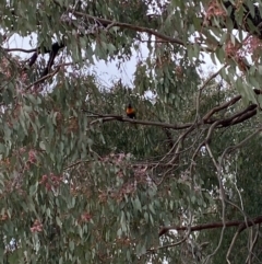 Trichoglossus moluccanus at Wanniassa, ACT - 15 Jul 2021