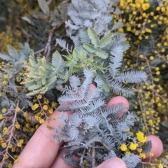 Acacia baileyana (Cootamundra Wattle, Golden Mimosa) at Thurgoona, NSW - 17 Jul 2021 by Darcy