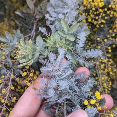 Acacia baileyana (Cootamundra Wattle, Golden Mimosa) at Charles Sturt University - 16 Jul 2021 by Darcy