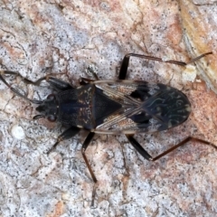 Euander lacertosus (Strawberry bug) at Majura, ACT - 13 Jul 2021 by jb2602