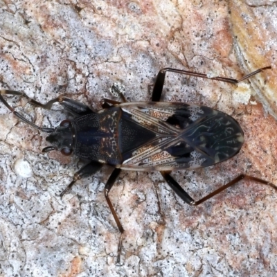 Euander lacertosus (Strawberry bug) at Majura, ACT - 13 Jul 2021 by jb2602