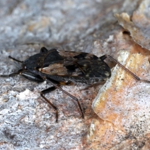 Euander lacertosus at Majura, ACT - 13 Jul 2021 03:52 PM