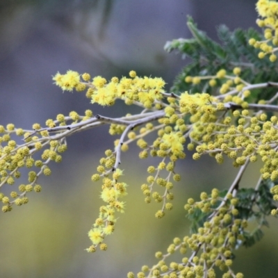 Acacia dealbata (Silver Wattle) at West Wodonga, VIC - 17 Jul 2021 by KylieWaldon