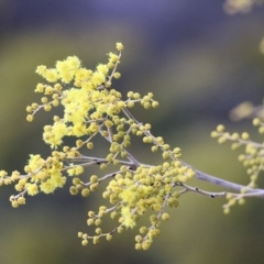 Acacia dealbata at West Wodonga, VIC - 17 Jul 2021 10:49 AM