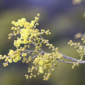 Acacia dealbata at West Wodonga, VIC - 17 Jul 2021 10:49 AM