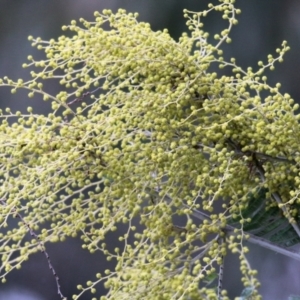 Acacia dealbata at West Wodonga, VIC - 17 Jul 2021