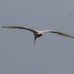 Threskiornis molucca (Australian White Ibis) at Wodonga - 17 Jul 2021 by Kyliegw