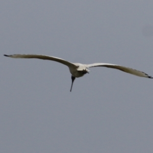 Threskiornis molucca at West Wodonga, VIC - 17 Jul 2021 10:44 AM