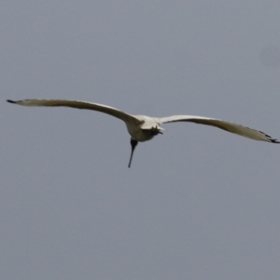 Threskiornis molucca (Australian White Ibis) at West Wodonga, VIC - 17 Jul 2021 by Kyliegw