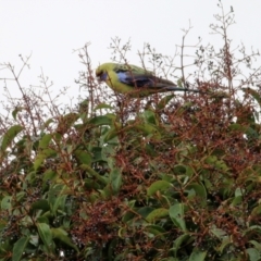 Platycercus elegans flaveolus (Yellow Rosella) at Wodonga, VIC - 17 Jul 2021 by KylieWaldon