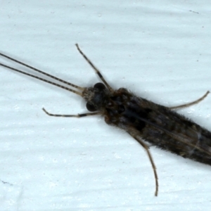 Leptoceridae sp. (family) at Ainslie, ACT - 14 Jul 2021