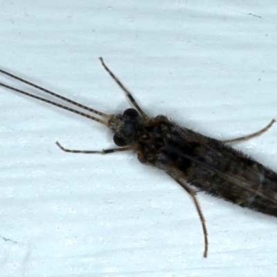 Leptoceridae sp. (family) (Long-horned caddisfly) at Ainslie, ACT - 14 Jul 2021 by jb2602