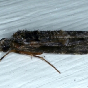 Leptoceridae sp. (family) at Ainslie, ACT - 14 Jul 2021