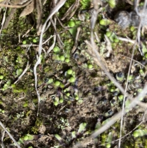 Asterella drummondii at Murrumbateman, NSW - 9 Jul 2021 10:31 AM