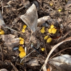 Phaeohelotium (Discinella terrestris aggregate) at Murrumbateman Grassy Woodland - 9 Jul 2021 by ALCaston