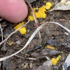 Phaeohelotium (Discinella terrestris aggregate) at Murrumbateman, NSW - 9 Jul 2021 11:33 AM