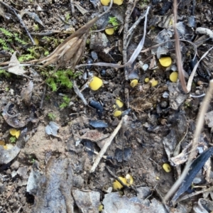 Phaeohelotium (Discinella terrestris aggregate) at Murrumbateman, NSW - 9 Jul 2021 11:33 AM