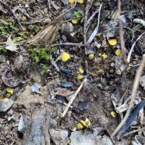 Phaeohelotium (Discinella terrestris aggregate) at Murrumbateman, NSW - 9 Jul 2021