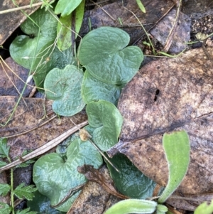 Corysanthes hispida at Fadden, ACT - suppressed