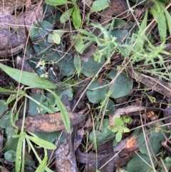 Corysanthes hispida at Fadden, ACT - suppressed