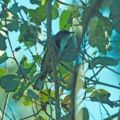 Phylidonyris pyrrhopterus (Crescent Honeyeater) at Woodstock Nature Reserve - 17 Jul 2021 by wombey