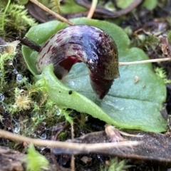 Corysanthes incurva (Slaty Helmet Orchid) at Wanniassa Hill - 17 Jul 2021 by AnneG1